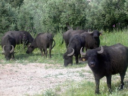 <b> Buffaloes in a typical dairy </b>