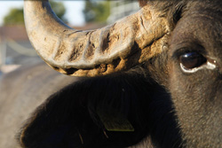 <b>Detail of a water buffalo in Paestum</b>